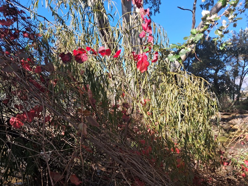 Corkscrew Willow photo 2