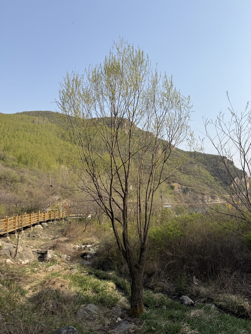 Corkscrew Willow photo 5