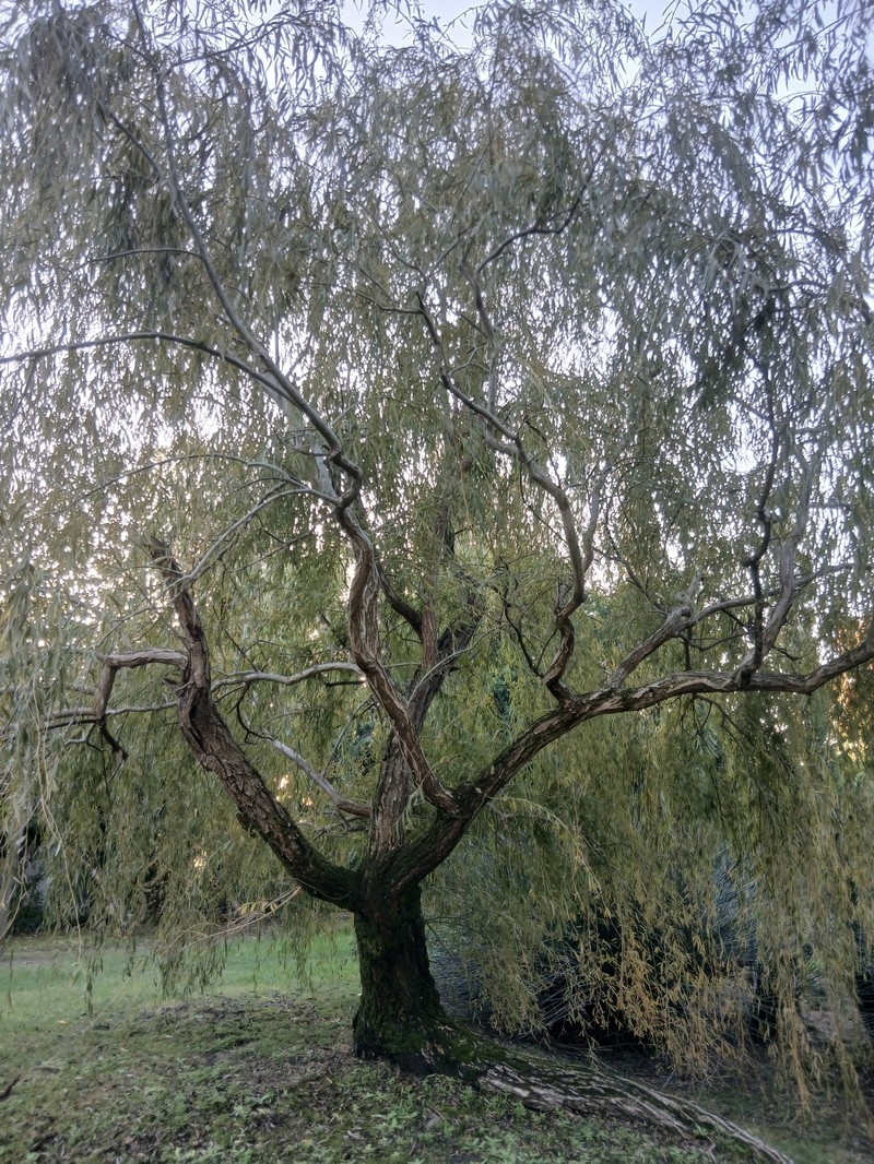 Corkscrew Willow photo 6