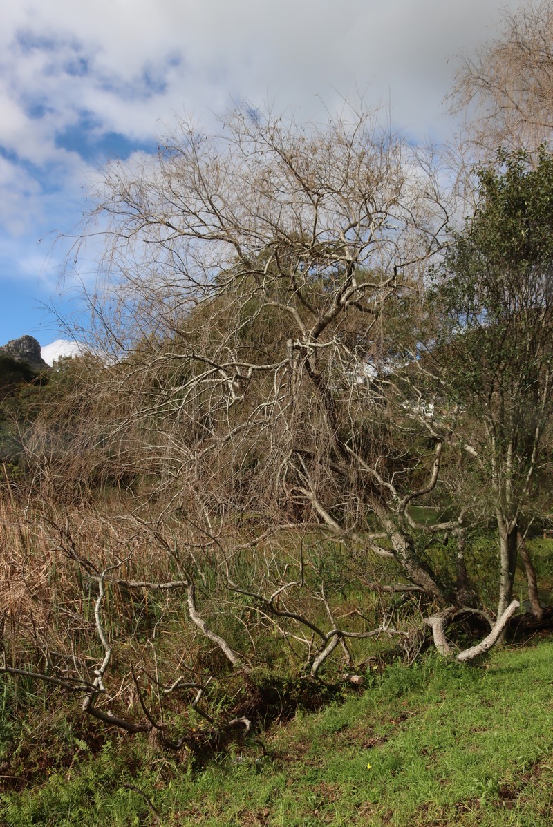 Corkscrew Willow photo 8