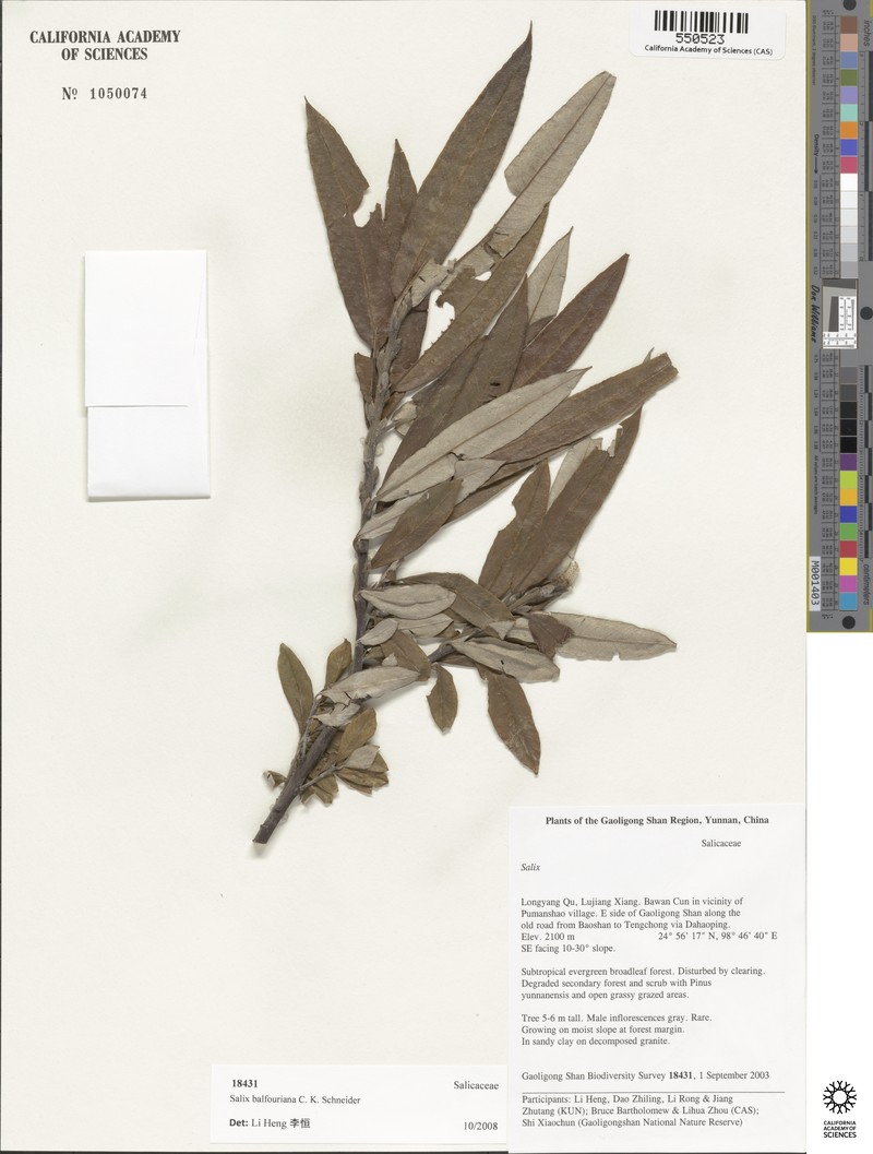 Salix balfouriana