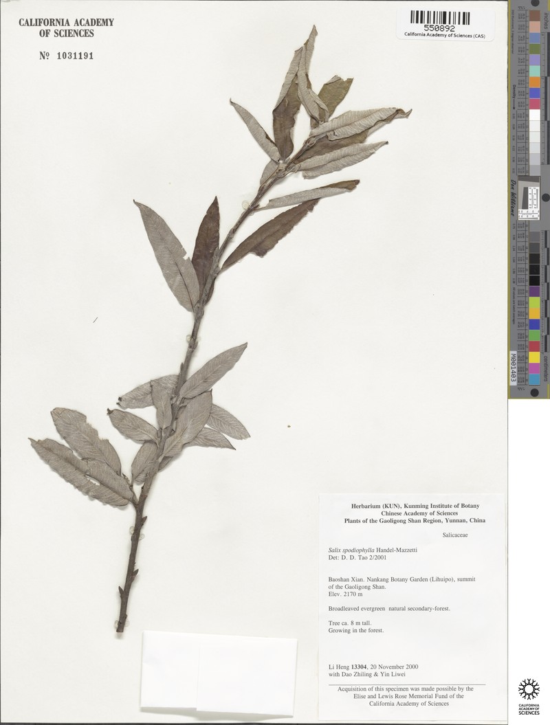 Salix balfouriana photo 2