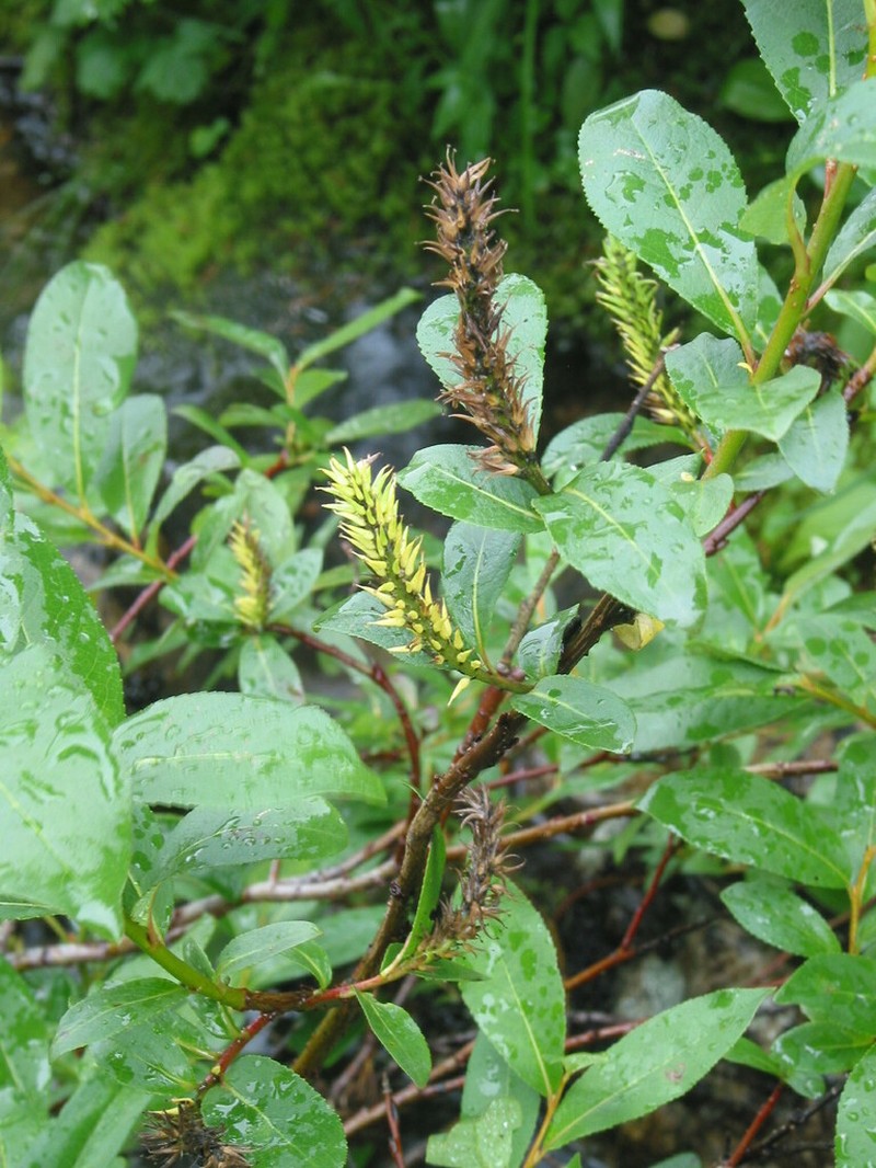Ball's Willow