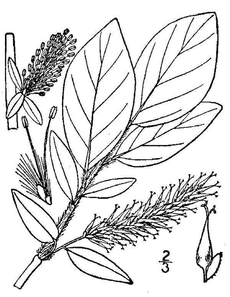 Barclay's Willow