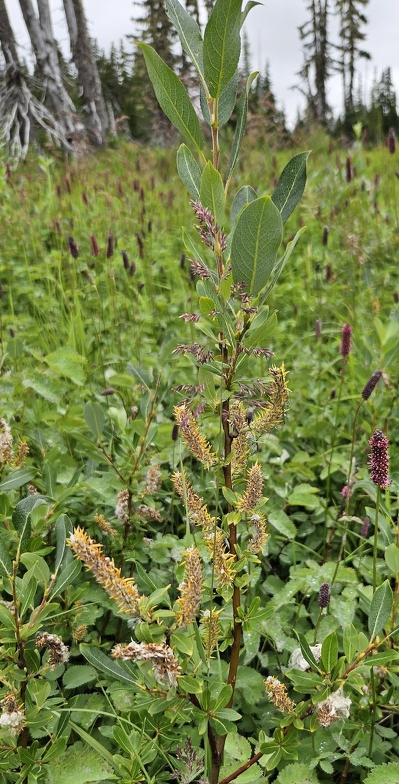 Barclay's Willow photo 3