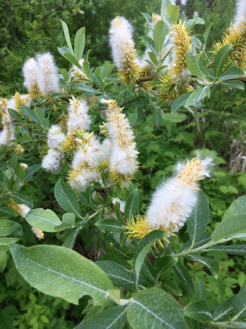 Barclay's Willow photo 7