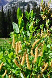 Barclay's Willow
