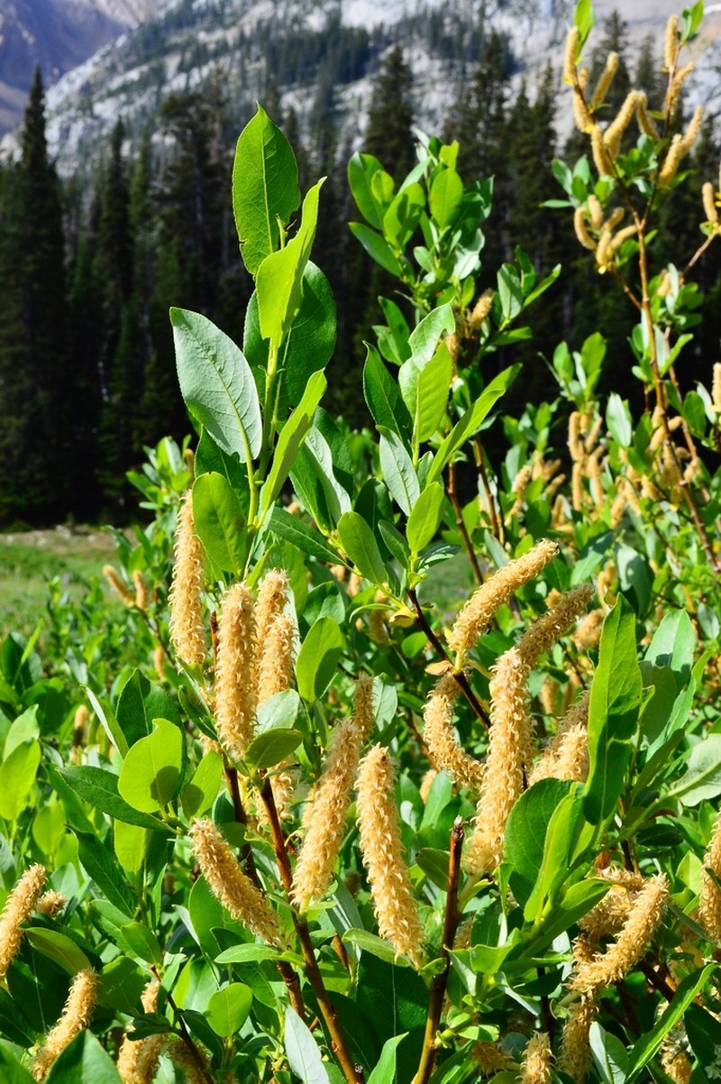Barclay's Willow photo 8