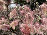 Barratt's Willow