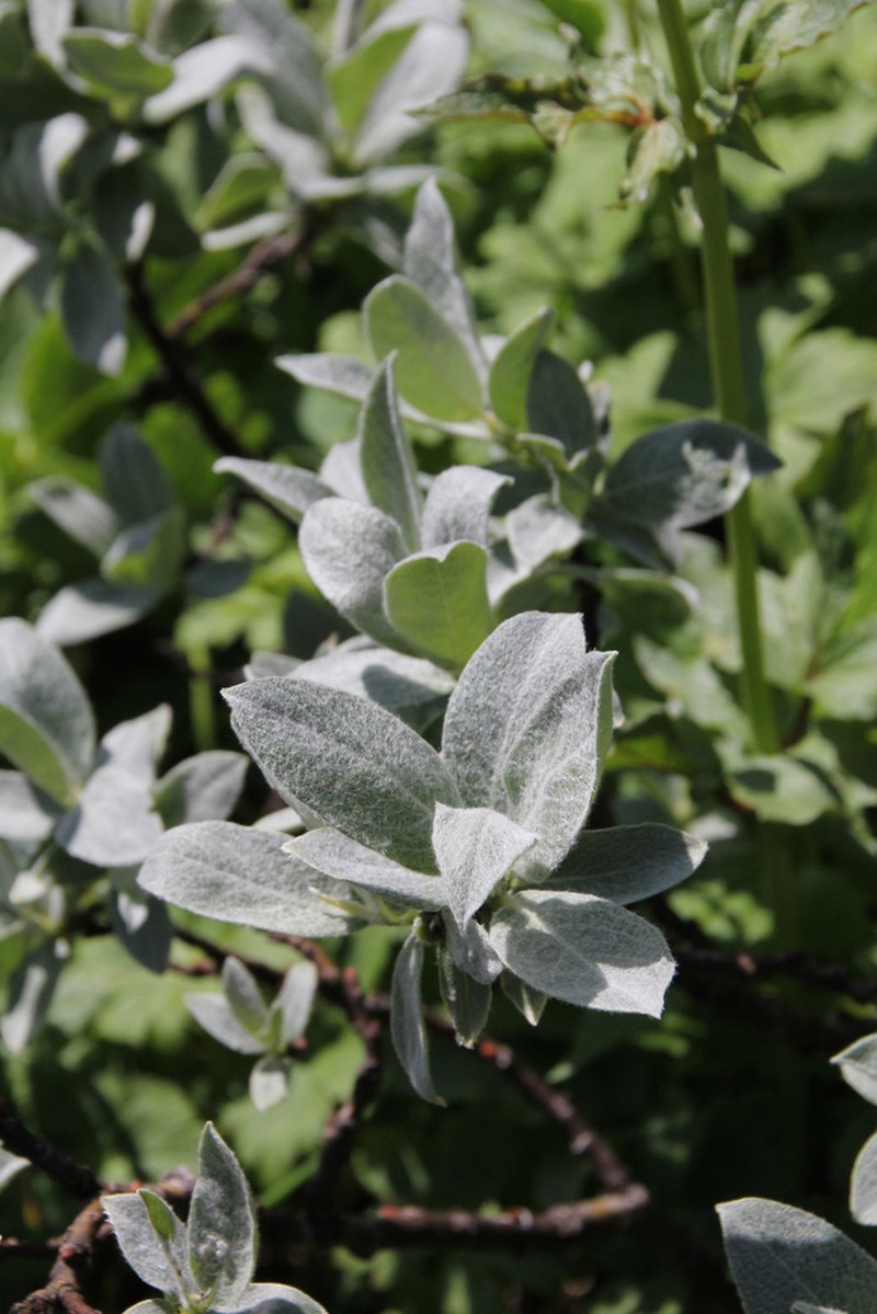 Barratt's Willow photo 4