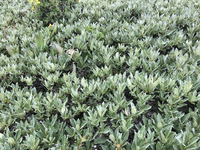 Barratt's Willow photo 5