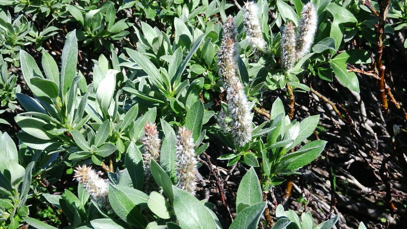 Barratt's Willow photo 6