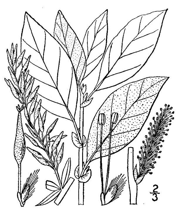 Bebb Willow photo 7