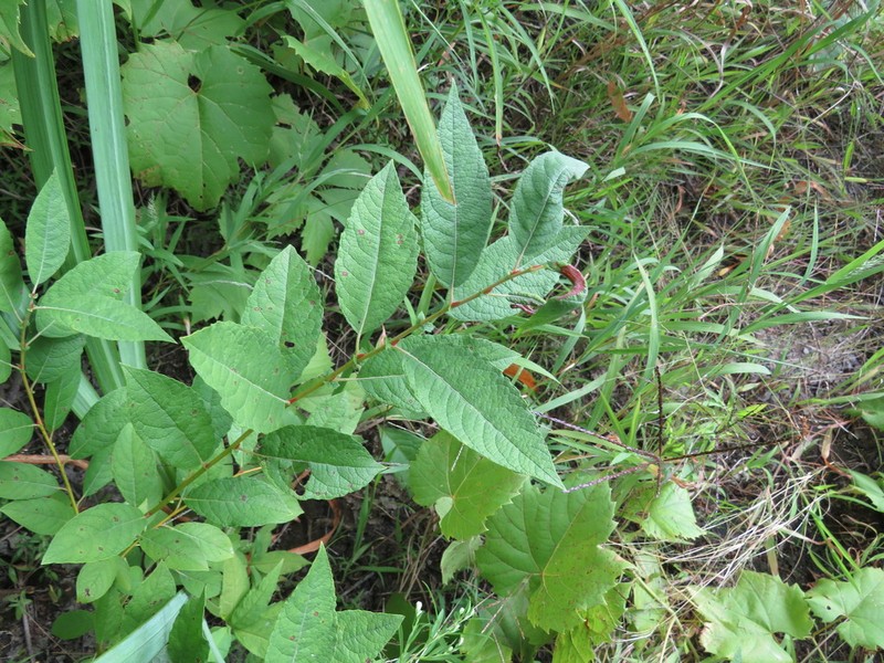 Bebb Willow photo 4