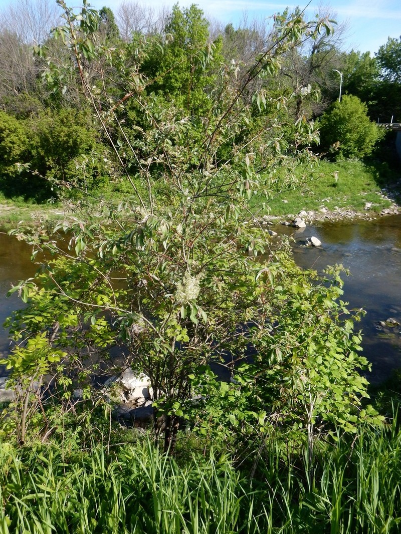 Bebb Willow photo 5
