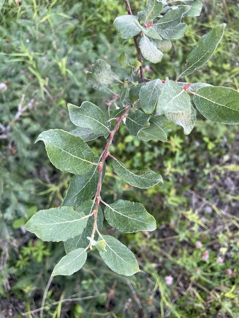 Bebb Willow photo 6
