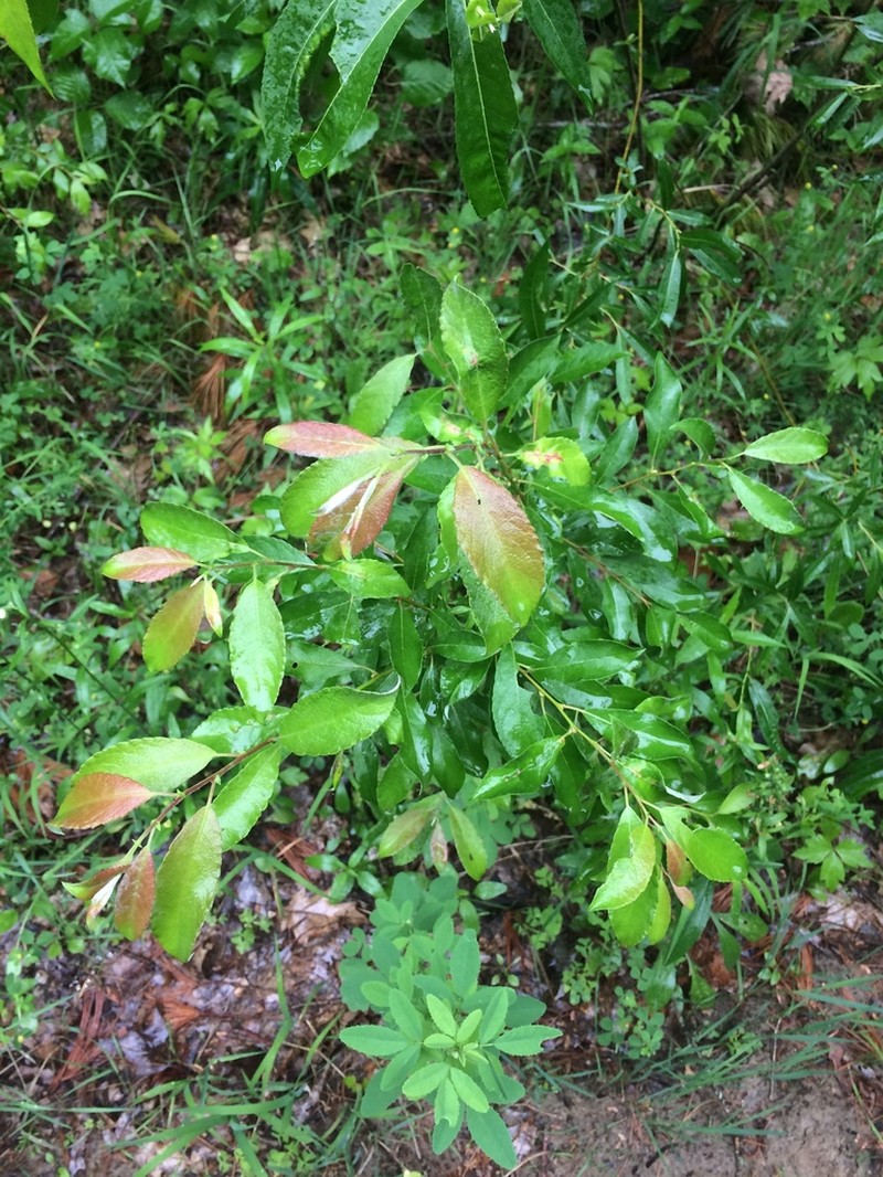 Bebb Willow photo 7