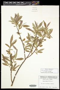 hybrid willow
