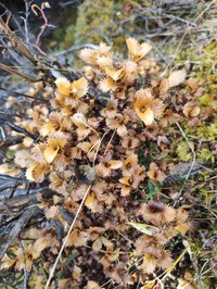 Salix berberifolia