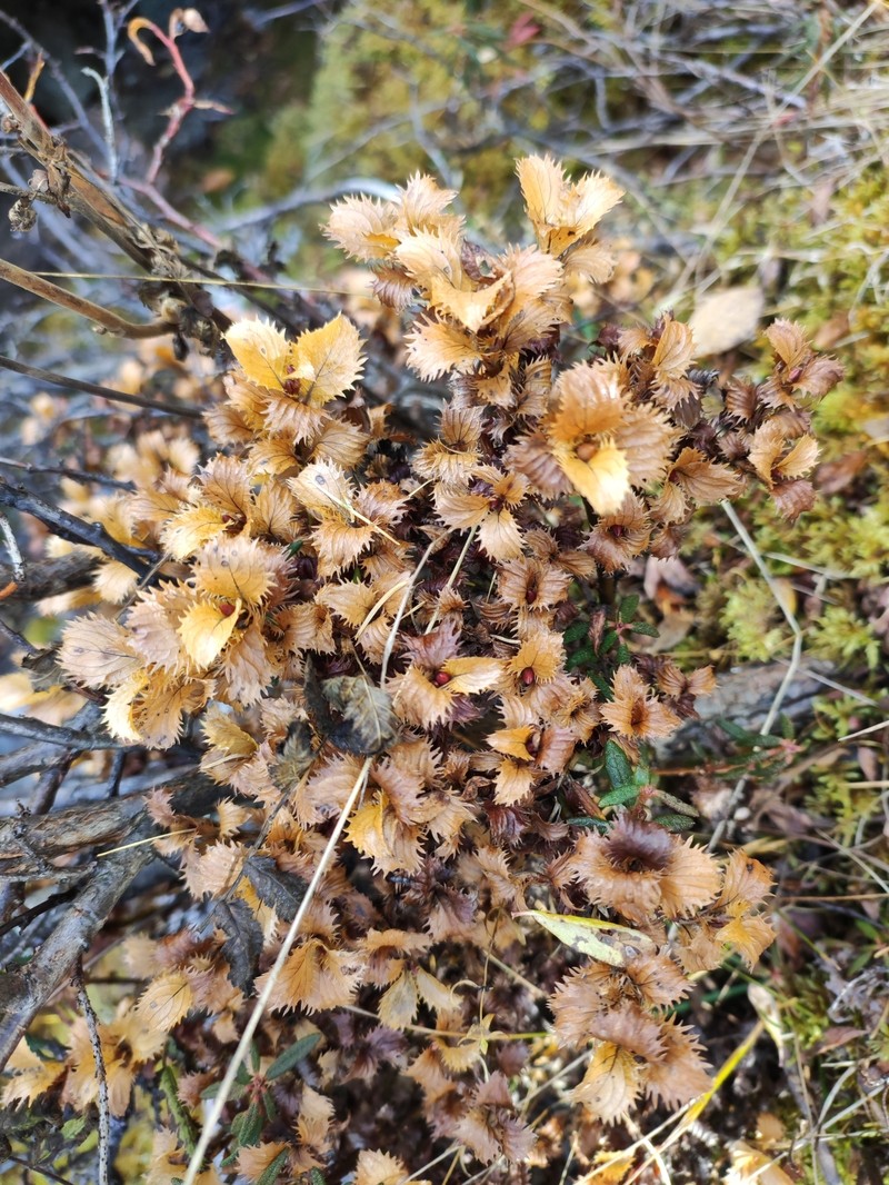 Salix berberifolia