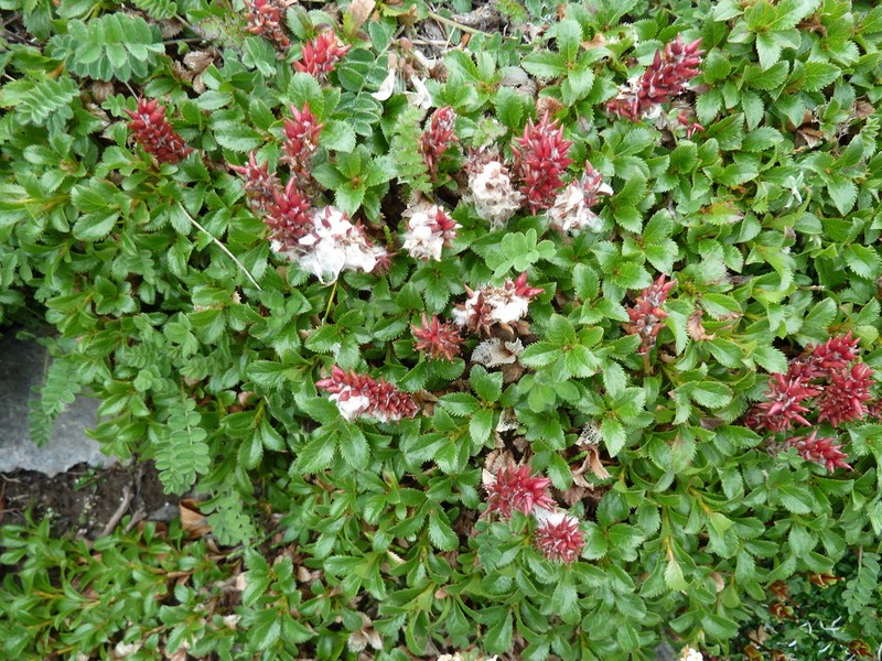 Salix berberifolia photo 2
