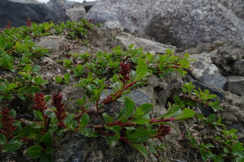 Salix berberifolia photo 3
