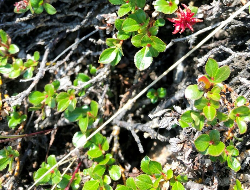 Salix berberifolia photo 4