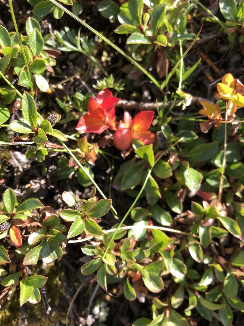 Salix berberifolia photo 5