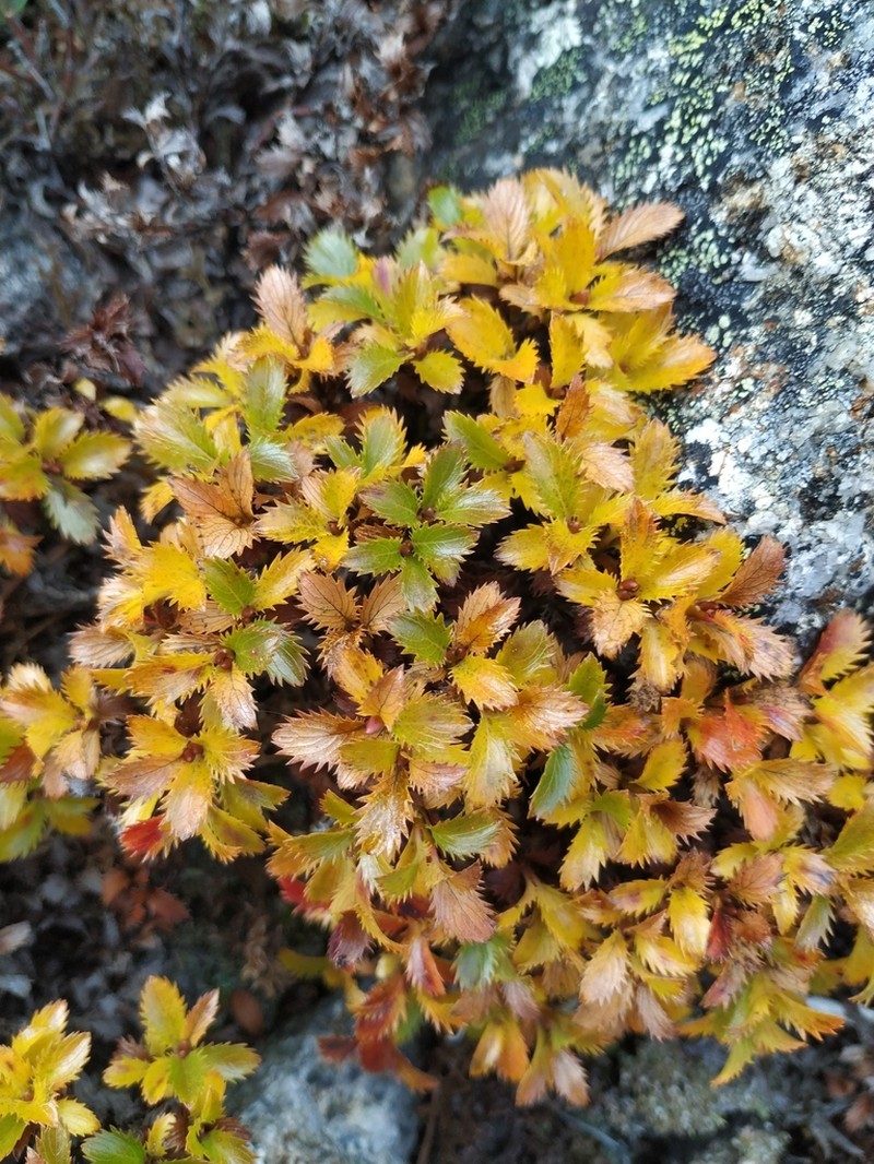Salix berberifolia photo 6