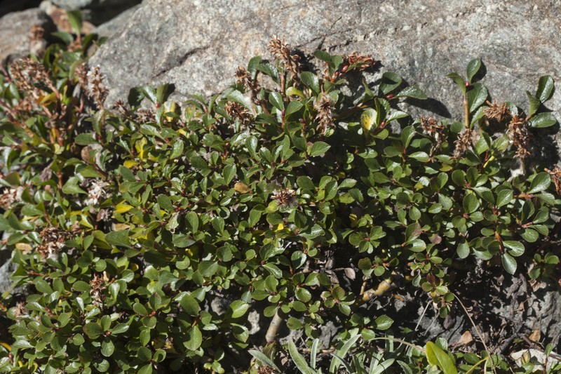Salix berberifolia photo 7