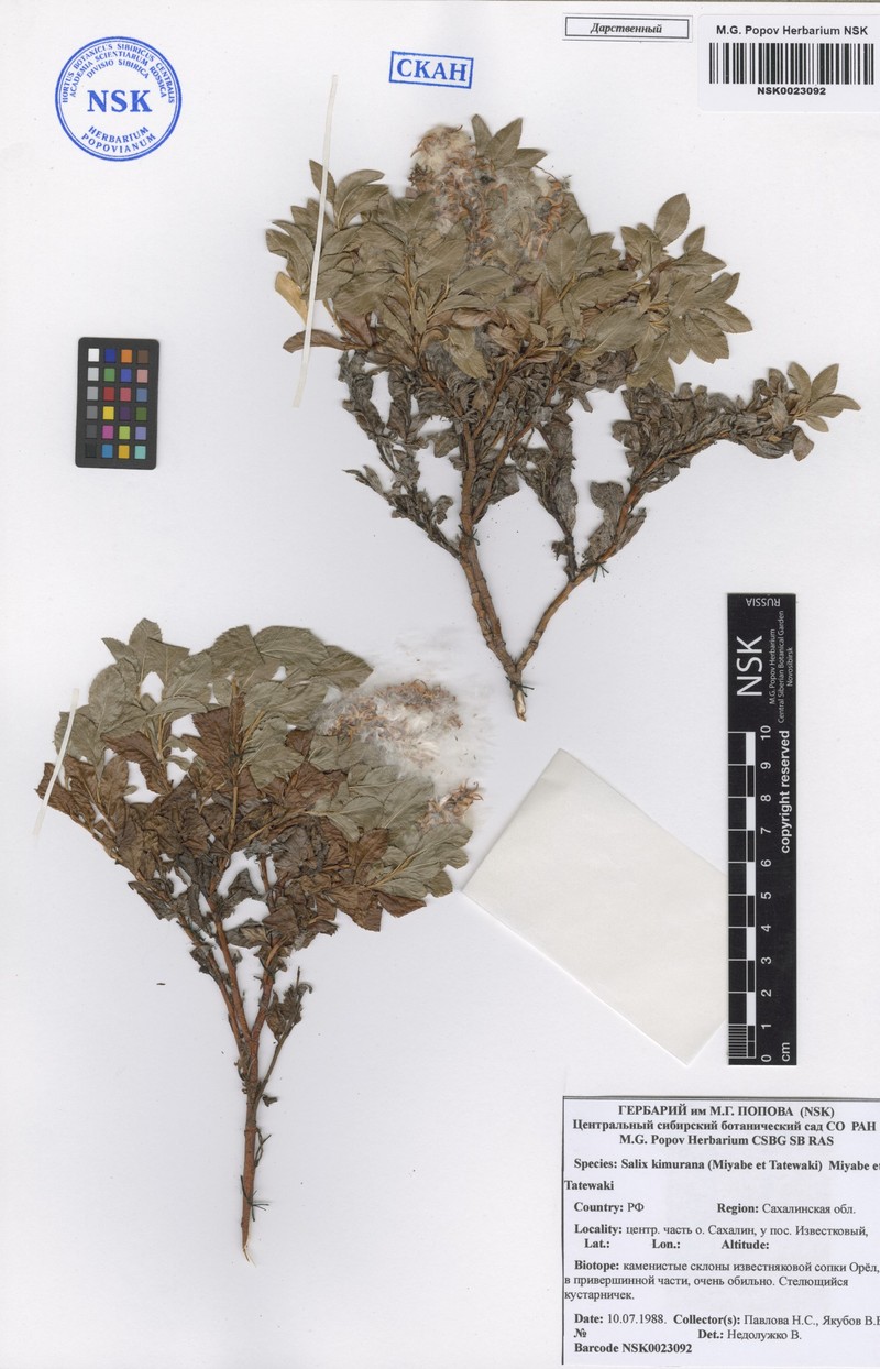 Salix berberifolia subsp. berberifolia