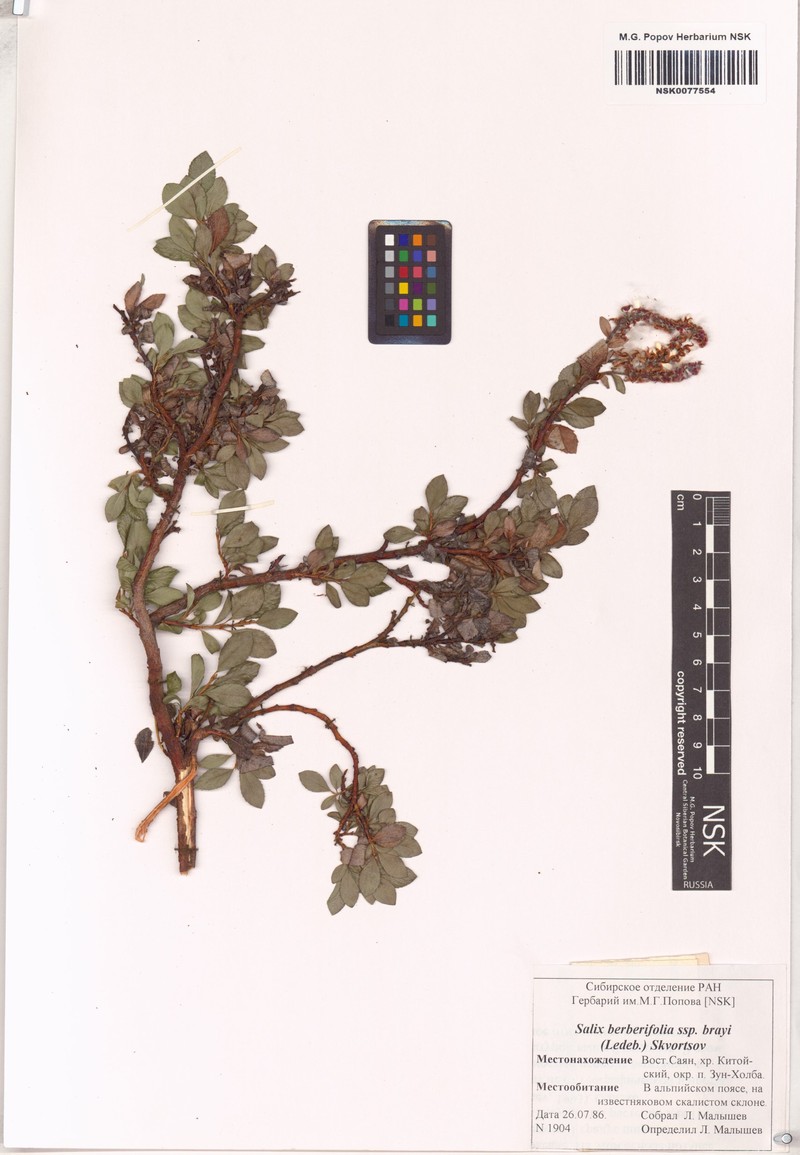 Salix berberifolia subsp. berberifolia photo 2