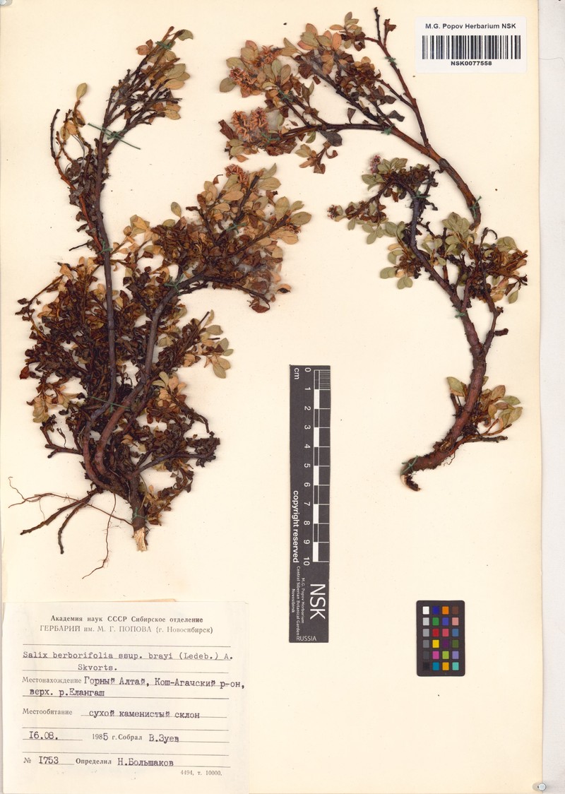 Salix berberifolia subsp. berberifolia photo 4