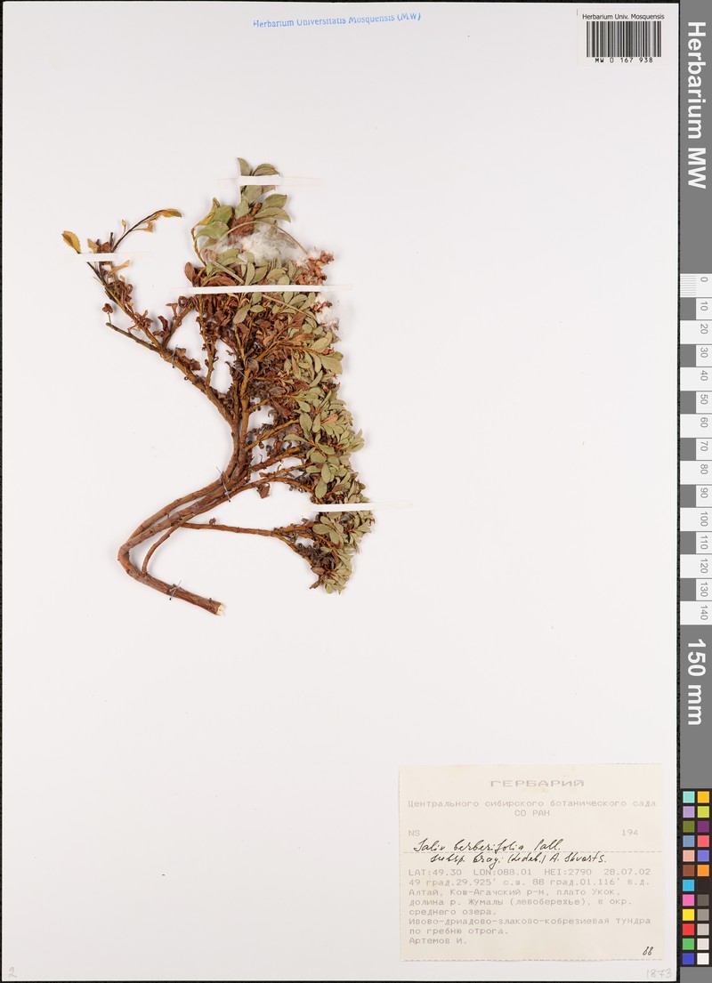 Salix berberifolia subsp. berberifolia photo 5