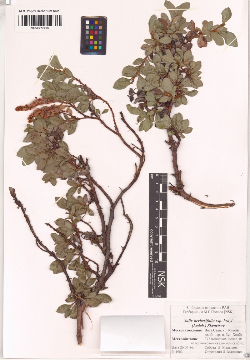 Salix berberifolia subsp. brayi photo 2