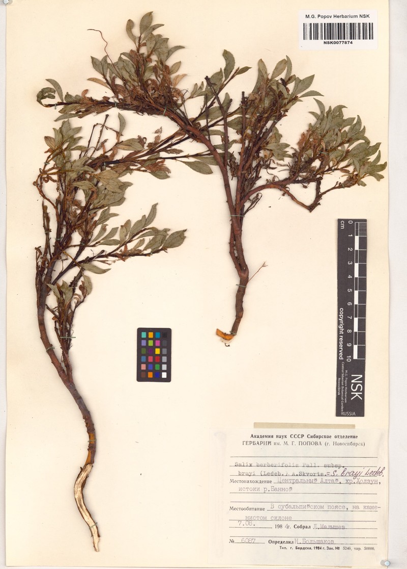 Salix berberifolia subsp. brayi photo 4
