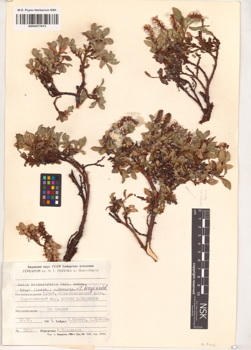 Salix berberifolia subsp. brayi photo 5
