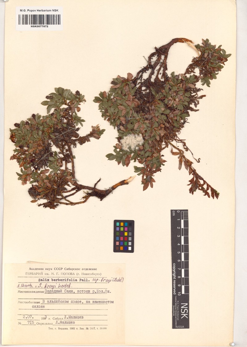 Salix berberifolia subsp. brayi photo 6