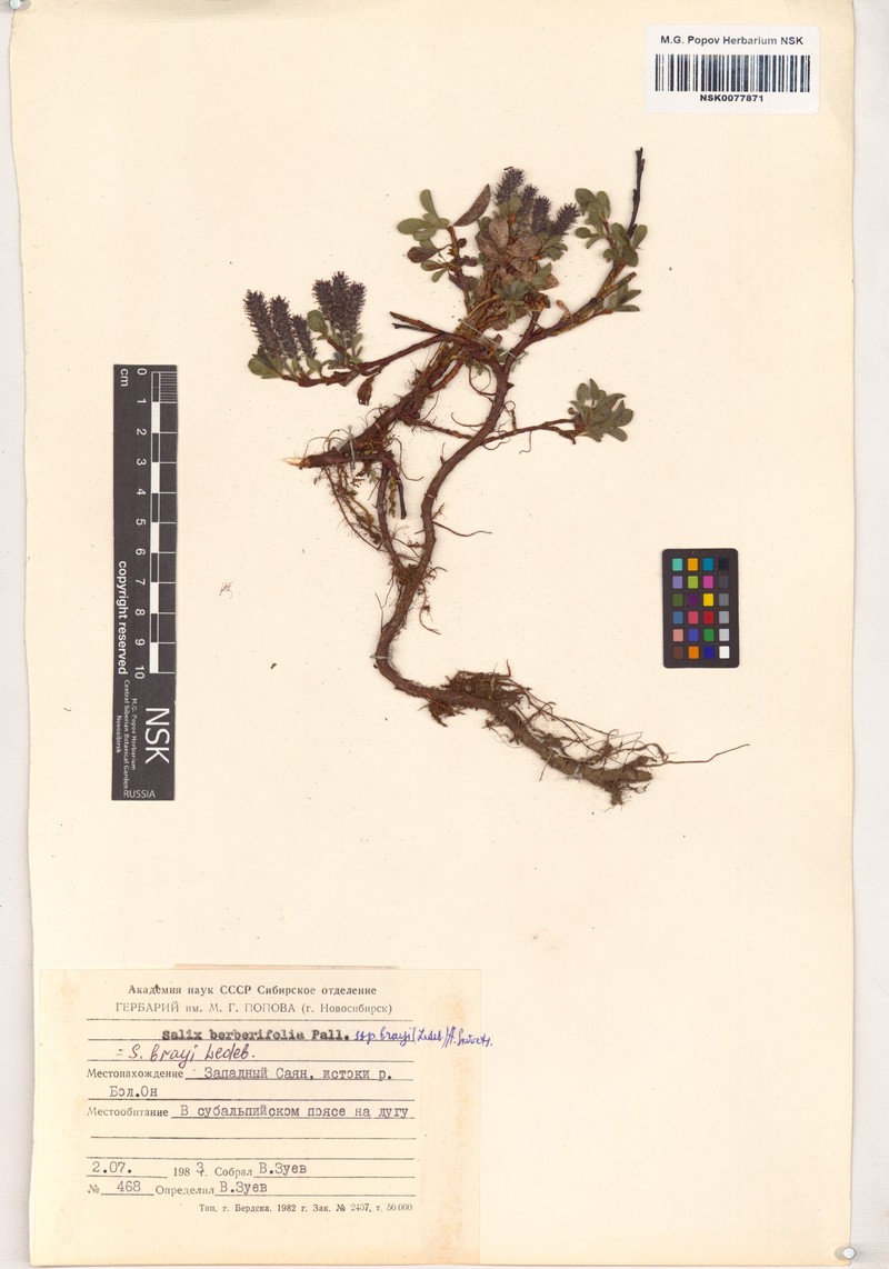 Salix berberifolia subsp. brayi photo 7