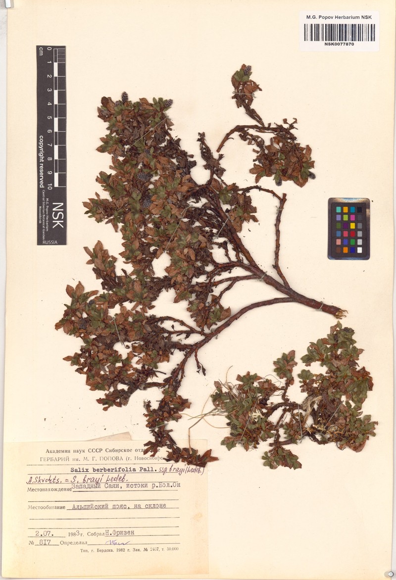 Salix berberifolia subsp. brayi photo 8