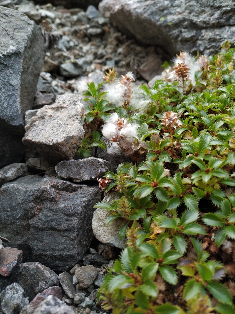 Salix berberifolia subsp. fimbriata