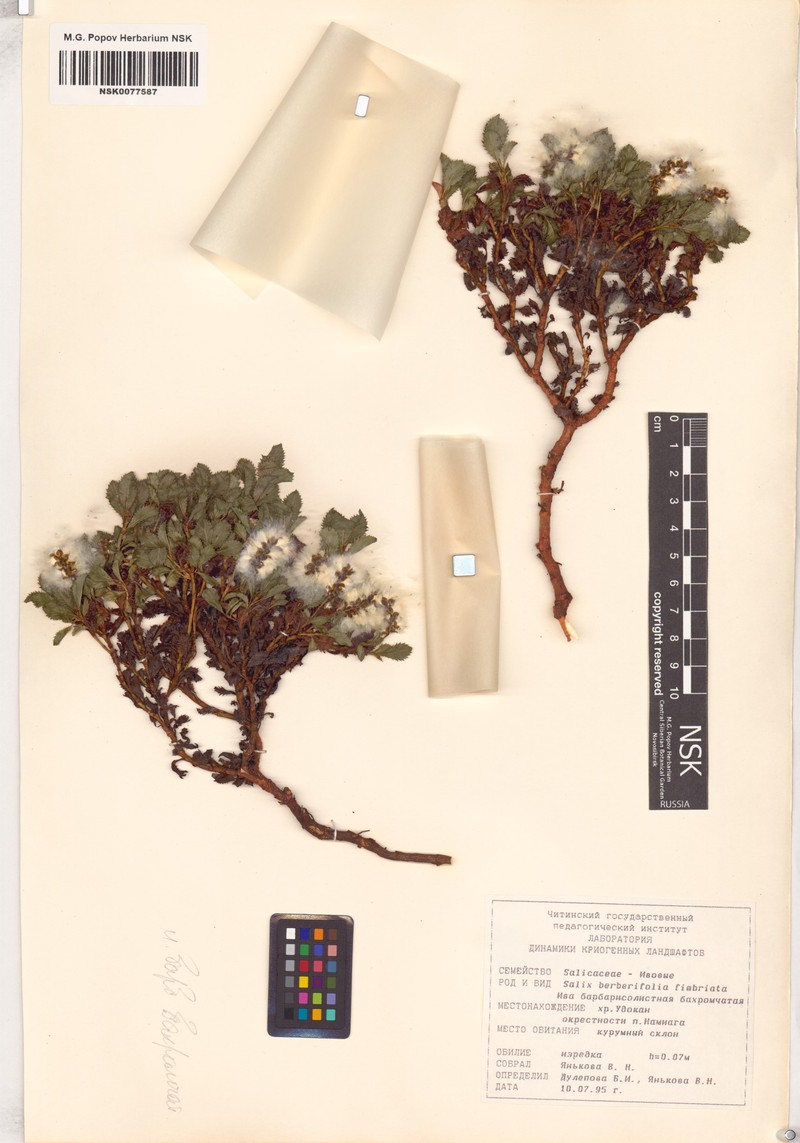 Salix berberifolia subsp. fimbriata photo 2