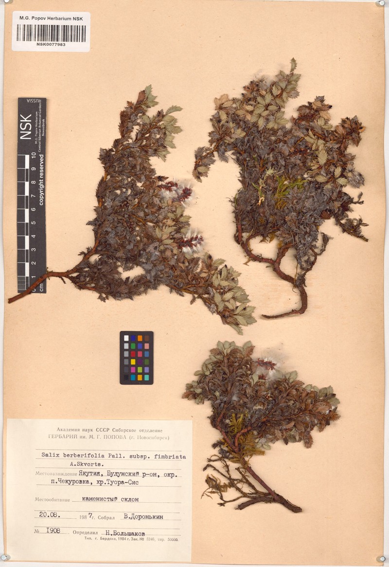 Salix berberifolia subsp. fimbriata photo 3