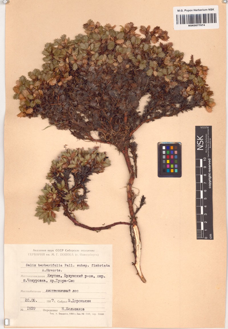 Salix berberifolia subsp. fimbriata photo 4