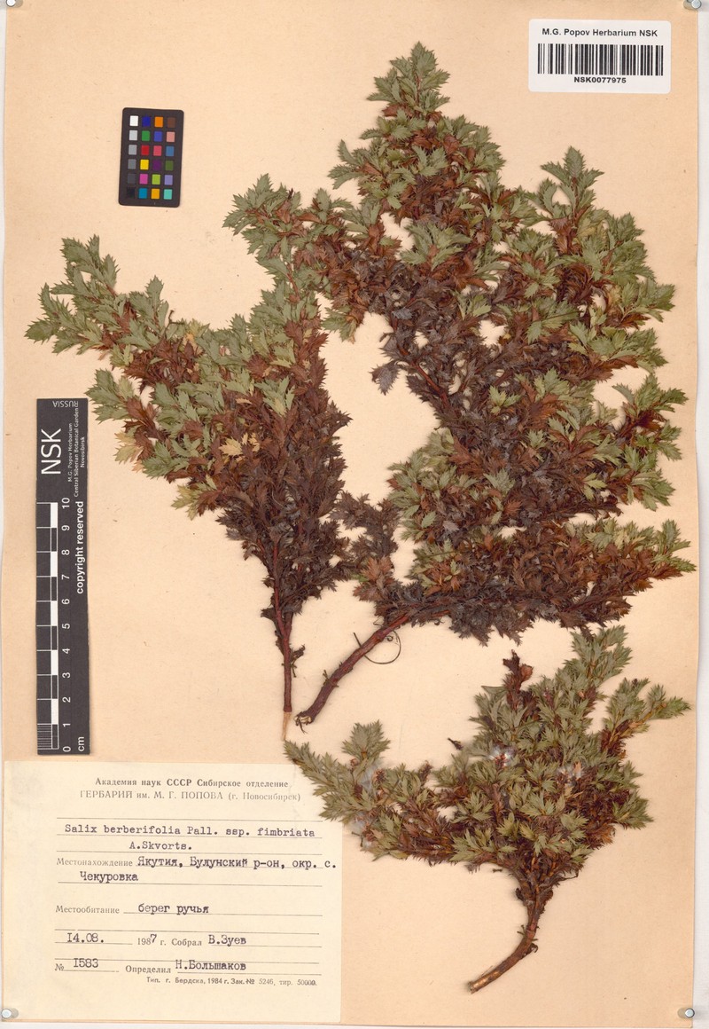 Salix berberifolia subsp. fimbriata photo 5
