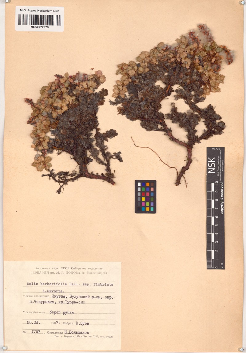 Salix berberifolia subsp. fimbriata photo 6