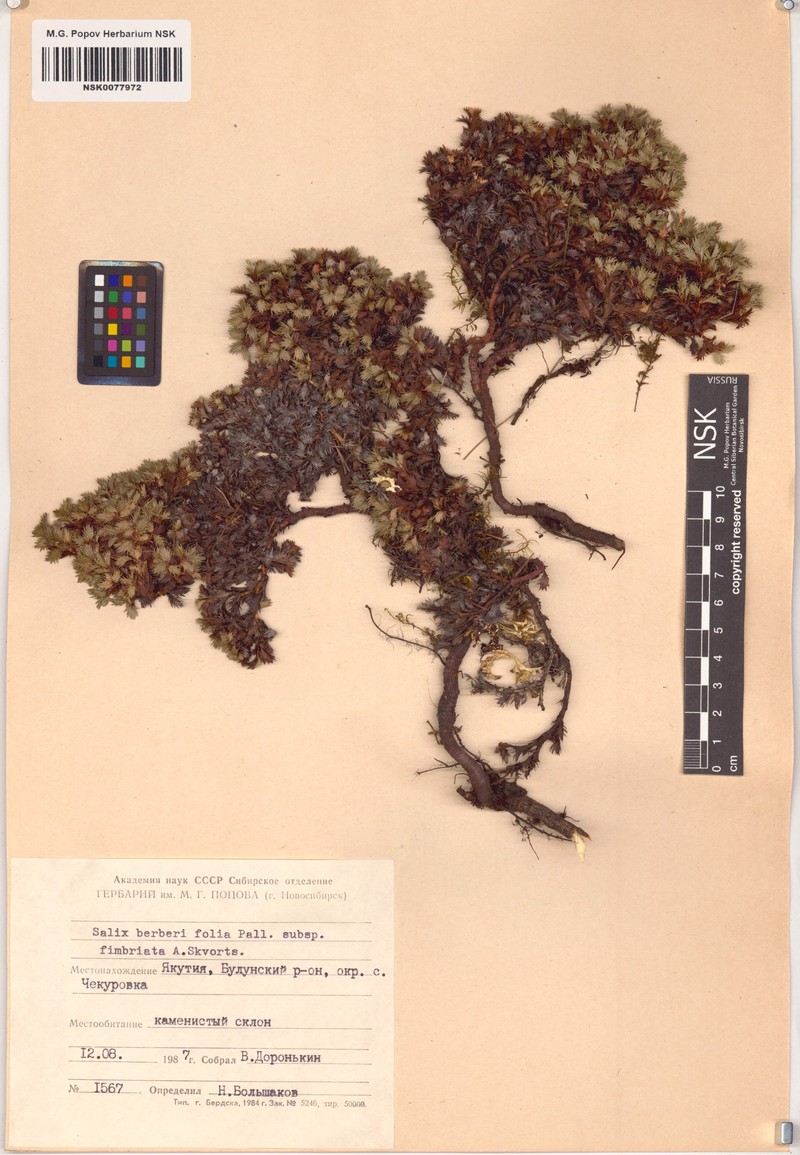 Salix berberifolia subsp. fimbriata photo 7
