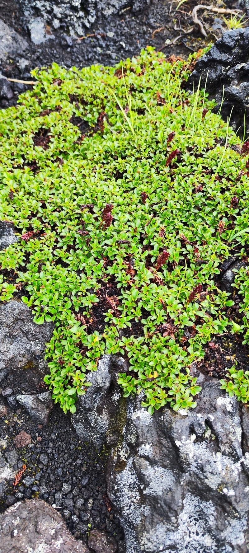 Salix berberifolia subsp. kamtschatica