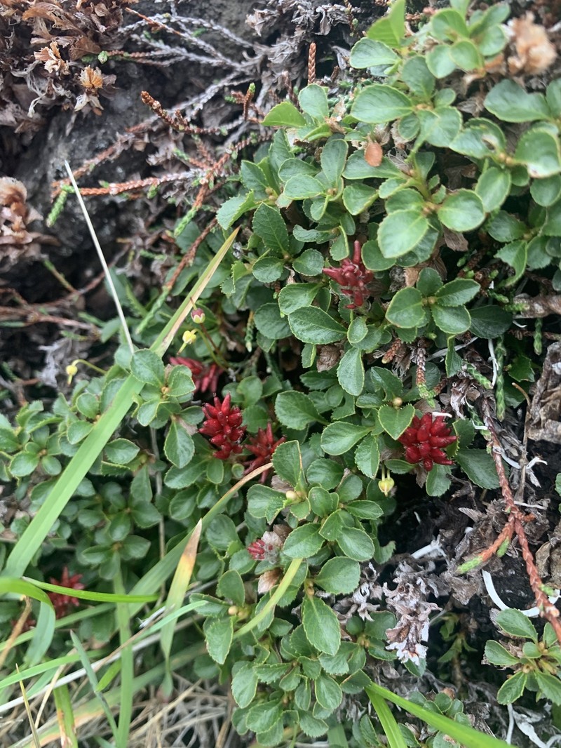 Salix berberifolia subsp. kamtschatica photo 2