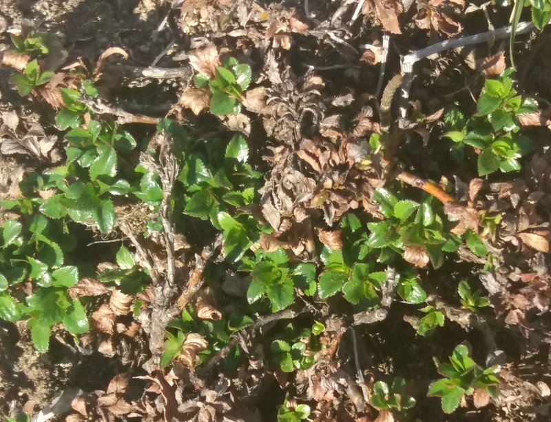 Salix berberifolia subsp. kamtschatica photo 4